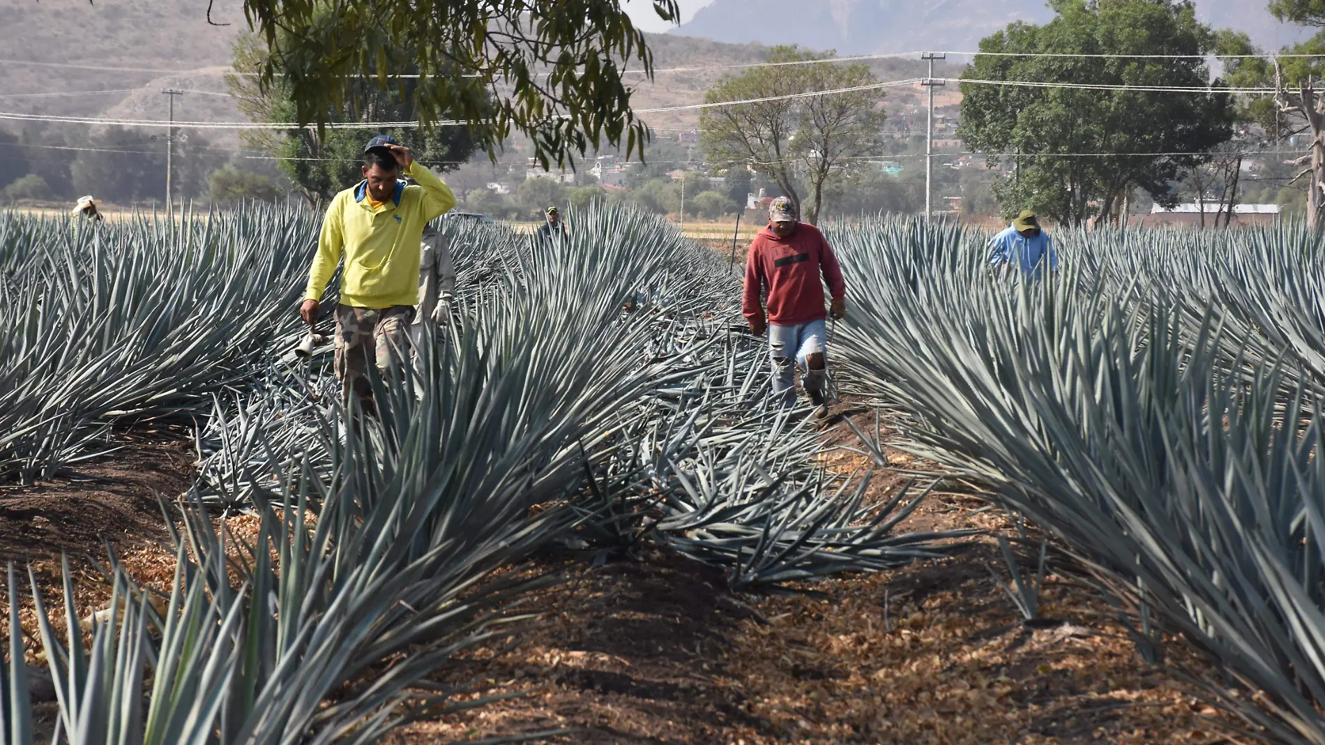 AGAVE GTO (5)